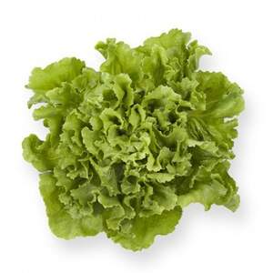 Салат Сейшел 1000 семян. (Rijk Zwaan) Салат Сейшел 1000 семян. (Rijk Zwaan)