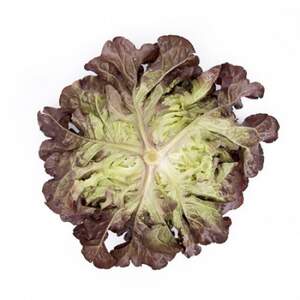 Салат Сатурдай (дуболистый) 1000 семян. (Rijk Zwaan)