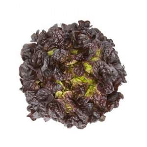 Салат Сатурдай (дуболистый) 1000 семян. (Rijk Zwaan) Салат Сатурдай (дуболистый) 1000 семян. (Rijk Zwaan)