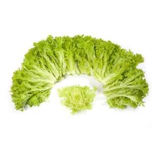 Салат Эксплор 1000 семян. (Rijk Zwaan)