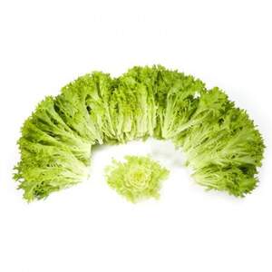 Салат Экзект 5000 семян. (Rijk Zwaan) Салат Экзект 5000 семян. (Rijk Zwaan)