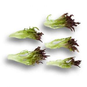 Салат Винтекс/Wintex 1000 семян. (Rijk Zwaan)