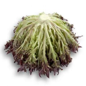 Салат Винтекс/Wintex 5000 семян. (Rijk Zwaan)