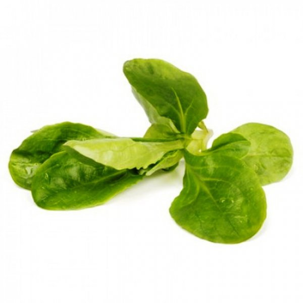 Салат Серила 100 000 семян. (Rijk Zwaan) Салат Серила 100 000 семян. (Rijk Zwaan)