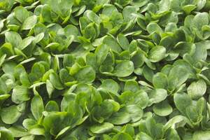 Салат Диона 100 000 семян. (Rijk Zwaan)