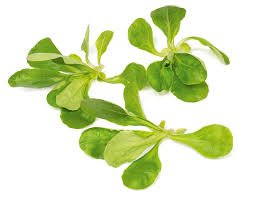 Салат Диона 100 000 семян. (Rijk Zwaan) Салат Диона 100 000 семян. (Rijk Zwaan)