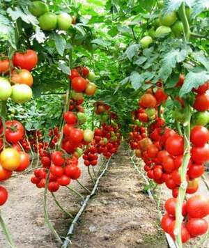 Помидоры Лилос F1 1000 семян. (Rijk Zwaan) Помидоры Лилос F1 1000 семян. (Rijk Zwaan)