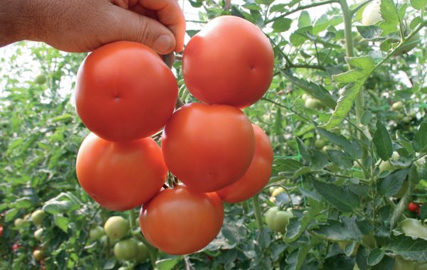 Помидоры Лилос F1 1000 семян. (Rijk Zwaan) Помидоры Лилос F1 1000 семян. (Rijk Zwaan)