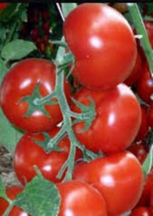 Помидоры Зульфия F1 1000 семян. (Rijk Zwaan)