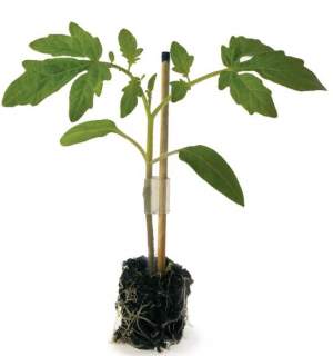 Помидоры Кайзер (подвой) 1000 семян. (Rijk Zwaan)