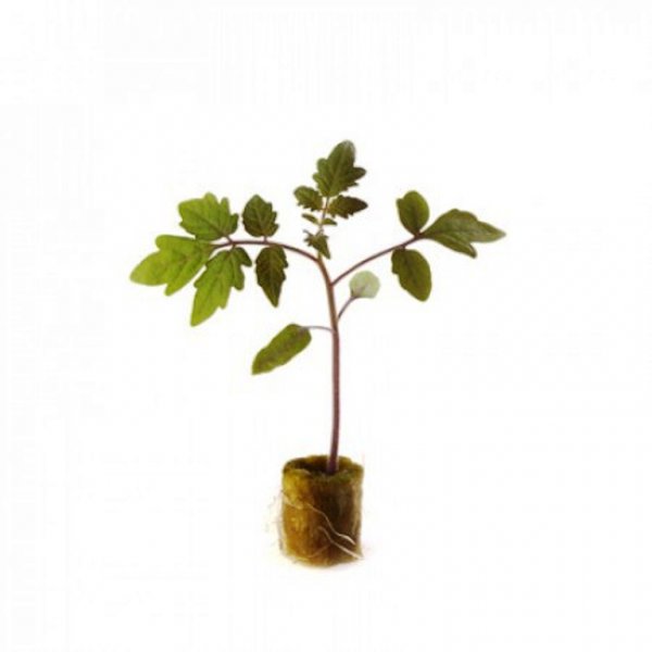 Помидоры Эмперадор (подвой) F1 1000 семян. (Rijk Zwaan) Помидоры Эмперадор (подвой) F1 1000 семян. (Rijk Zwaan)