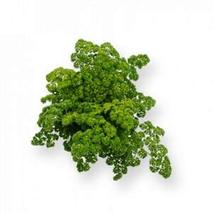 Петрушка Рина 10 грм. (Rijk Zwaan) Петрушка Рина 10 грм. (Rijk Zwaan)