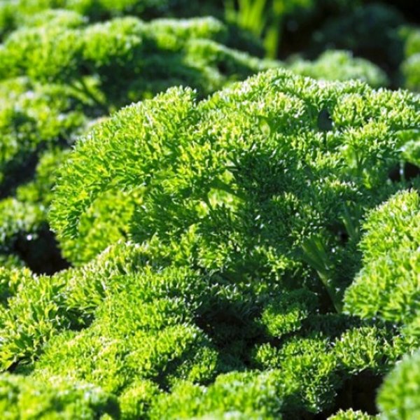 Петрушка Рина 50 гр. (Rijk Zwaan) Петрушка Рина 50 гр. (Rijk Zwaan)