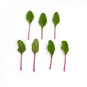 Свекла Мангольд Чарли F1 50 000 семян. (Rijk Zwaan) Свекла Мангольд Чарли F1 50 000 семян. (Rijk Zwaan)