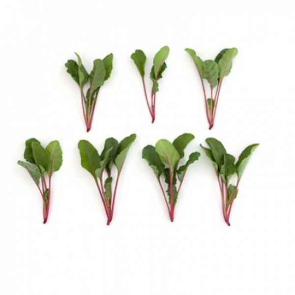 Свекла Мангольд Чарли F1 50 000 семян. (Rijk Zwaan) Свекла Мангольд Чарли F1 50 000 семян. (Rijk Zwaan)