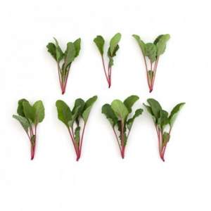 Свекла Мангольд Чарли F1 50 000 семян. (Rijk Zwaan) Свекла Мангольд Чарли F1 50 000 семян. (Rijk Zwaan)