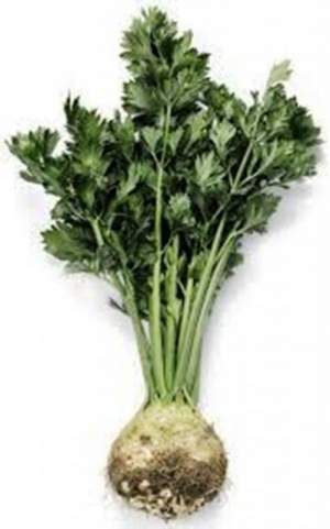 Сельдерей Мерга 10 000 семян. (Rijk Zwaan) Сельдерей Мерга 10 000 семян. (Rijk Zwaan)