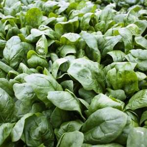 Шпинат Боа F1 1 000 000 семян. (Rijk Zwaan) Шпинат Боа F1 1 000 000 семян. (Rijk Zwaan)