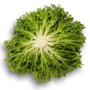 Салат Эксперттайз 5000 семян. (Rijk Zwaan)