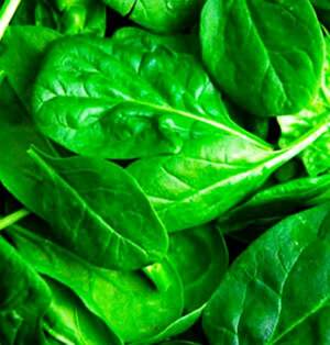 Шпинат Гну F1 1 000 000 семян. (Rijk Zwaan)