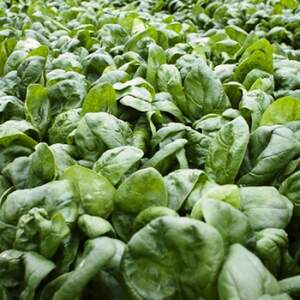 Шпинат Муфлон F1 1 000 000 семян. (Rijk Zwaan)