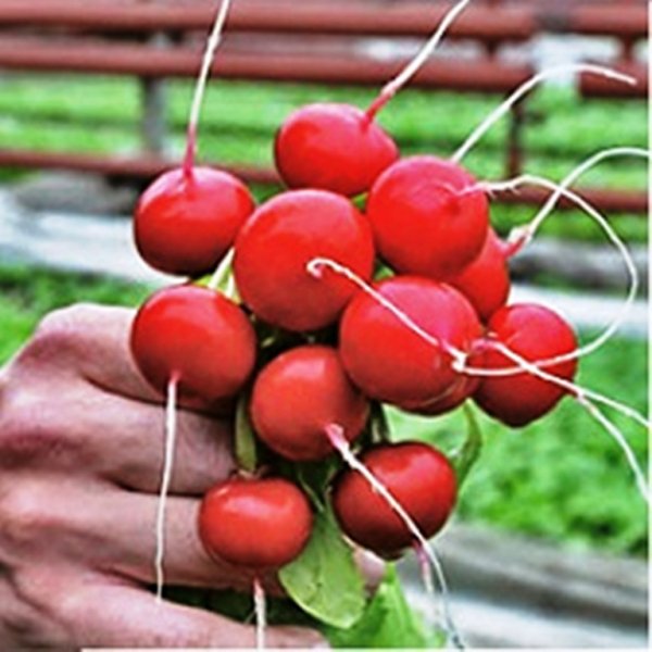 Редис Ирен F1 50 гр. (Rijk Zwaan) Редис Ирен F1 50 гр. (Rijk Zwaan)