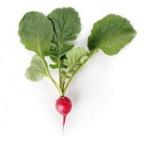 Редис Рондил F1 250 гр. (Rijk Zwaan) Редис Рондил F1 250 гр. (Rijk Zwaan)