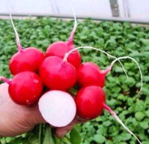 Редис Валери F1 (3-3,25) 25 000 семян. (Rijk Zwaan) Редис Валери F1 (3-3,25) 25 000 семян. (Rijk Zwaan)