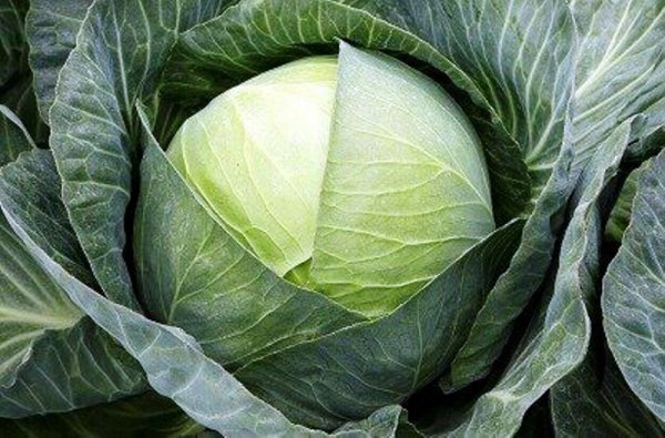 Капуста Эпикур F1 2500 семян. (Syngenta) Капуста Эпикур F1 2500 семян. (Syngenta)