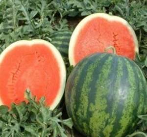 Арбуз Соренто F1 1000 семян. (Syngenta) Арбуз Соренто F1 1000 семян. (Syngenta)