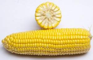 Кукуруза GSS 3071 (ГСС3071) F1 100 000 семян. (Syngenta)