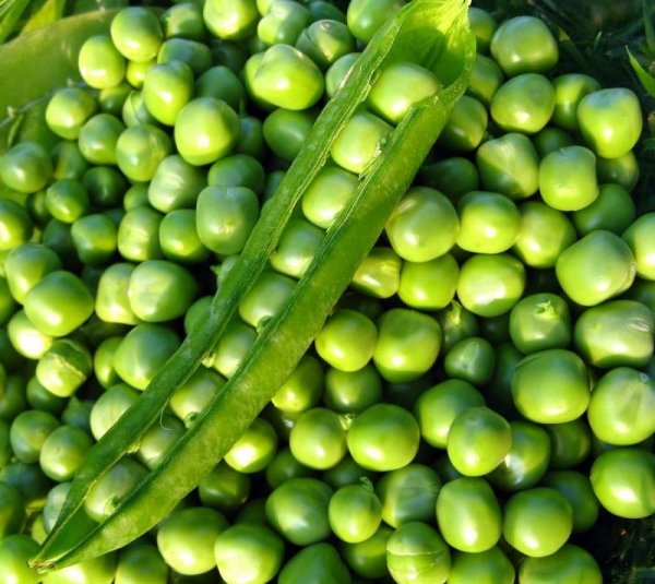 Горох Олинда 100 000 семян. (Syngenta) Горох Олинда 100 000 семян. (Syngenta)