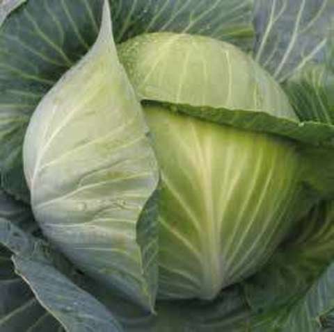 Капуста Лион F1 2500 семян. (калибр.) (Hazera) Капуста Лион F1 2500 семян. (калибр.) (Hazera)