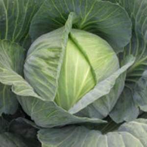 Капуста Сати F1 Калибр. - 10 000 семян. (Hazera)