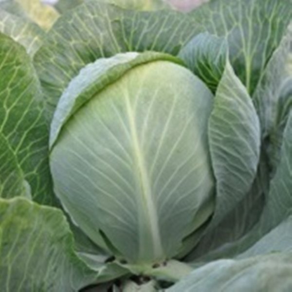 Капуста Роменос F1 2500 семян. (Hazera) Капуста Роменос F1 2500 семян. (Hazera)