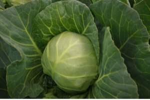 Капуста Каррера F1 (калибр.) 2500 семян.  (Hazera) Капуста Каррера F1 (калибр.) 2500 семян.  (Hazera)