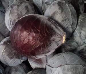 Капуста Розера F1 2500сем. (Hazera) Капуста Розера F1 2500сем. (Hazera)