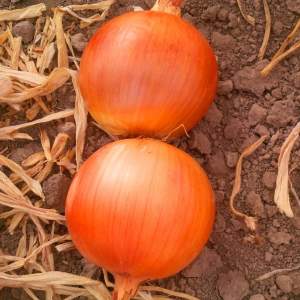 Лук Дерек F1 250 000 семян.  (Hazera) Лук Дерек F1 250 000 семян.  (Hazera)