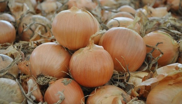 Лук Дормо F1 250 000 семян. (Hazera) Лук Дормо F1 250 000 семян. (Hazera)