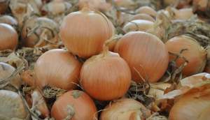 Лук Дормо F1 250 000 семян.  (Hazera) Лук Дормо F1 250 000 семян.  (Hazera)