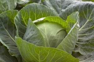 Капуста Галикан F1 2500 семян. (Syngenta) Капуста Галикан F1 2500 семян. (Syngenta)