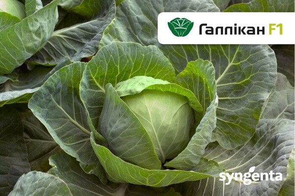 Капуста Галикан F1 2500 семян. (Syngenta) Капуста Галикан F1 2500 семян. (Syngenta)