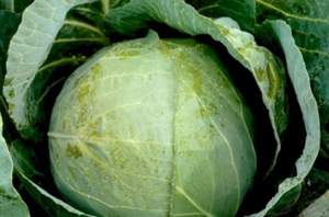 Капуста Тореадор 2500 семян. (Syngenta)