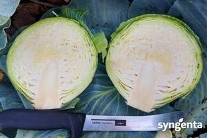 Капуста Тореадор 2500 семян. (Syngenta) Капуста Тореадор 2500 семян. (Syngenta)