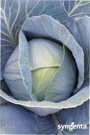 Капуста Тореадор 2500 семян. (Syngenta) Капуста Тореадор 2500 семян. (Syngenta)