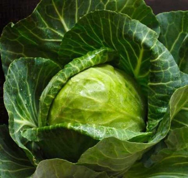Капуста Продикус F1 2500 семян. (Syngenta) Капуста Продикус F1 2500 семян. (Syngenta)