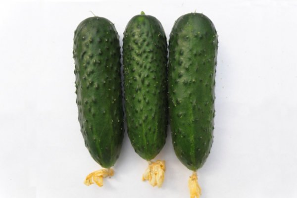 Огурец Балкан F1 500 семян. (Syngenta) Огурец Балкан F1 500 семян. (Syngenta)