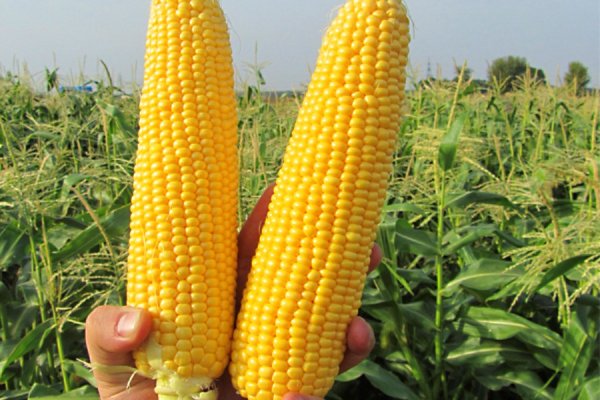 Кукуруза GSS 5649 F1 100 000 семян. (Syngenta) Кукуруза GSS 5649 F1 100 000 семян. (Syngenta)