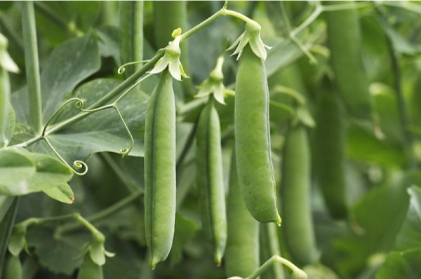 Горох Амалфи 100 000 семян. (Syngenta) Горох Амалфи 100 000 семян. (Syngenta)