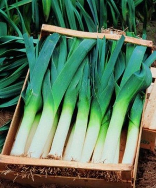 Лук порей Порилюкс 25г (Hazera) Лук порей Порилюкс 25г (Hazera)